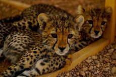 Jadi Simbol Kekayaan di Negara Arab, Jumlah Cheetah Kian Terancam