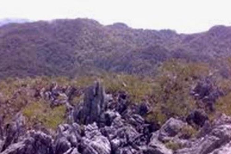 Hamparan batu karst di puncak Gunung Mekongga yang terletak di wilayah Kolaka dan Kolaka Utara, Sulawesi Tenggara.