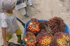 Potret Pekerja Anak di Industri Kelapa Sawit, Tak Sekolah hingga Diselundupkan ke Malaysia