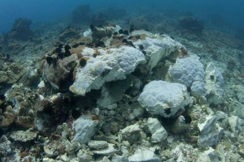 Ekosistemnya Rusak, Taman Nasional Komodo Jadi Perhatian UNESCO 