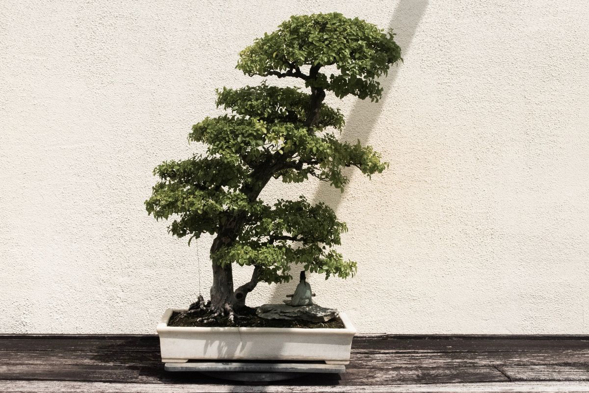 Tanaman bonsai.