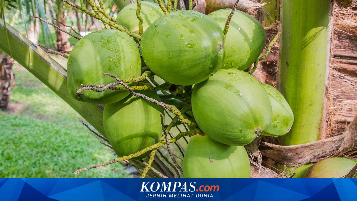 Berau Bidik Investor Garap Kelapa Dalam, Pemerintah Siapkan 200 Hektare Lahan