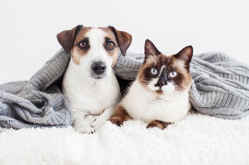 10 Ras Anjing Peliharaan yang Bisa Akur dengan Kucing