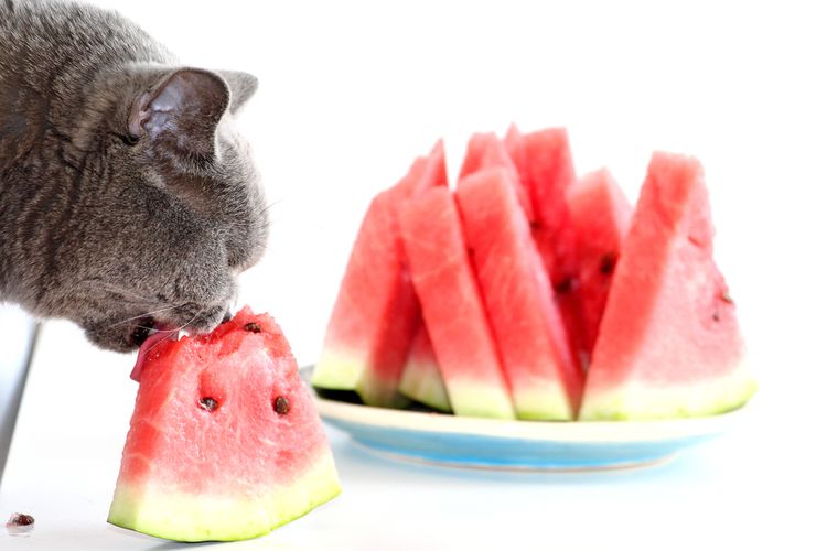Ilustrasi kucing makan buah