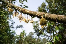 Aturan Pemberian Pupuk untuk Bunga Pohon Durian agar Tidak Rontok