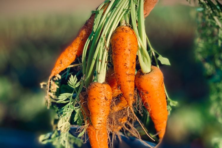 Ilustrasi wortel kecil dan pendek.