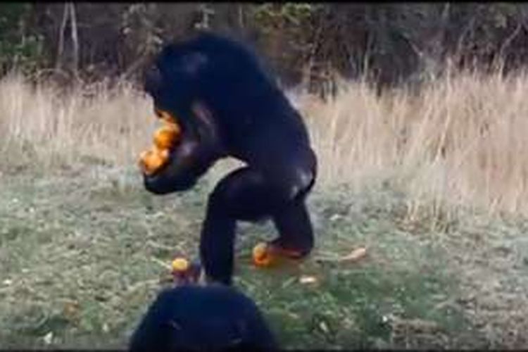 Simpanse bernama Mowgli bisa berjalan sambil membawa belasan jeruk di tangan, dan satu jeruk di tiap kakinya. 