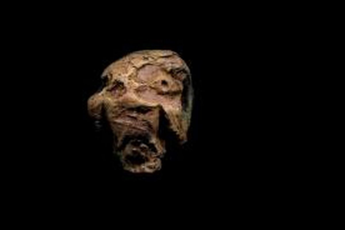 Rekonstruksi wajah Denisovan
