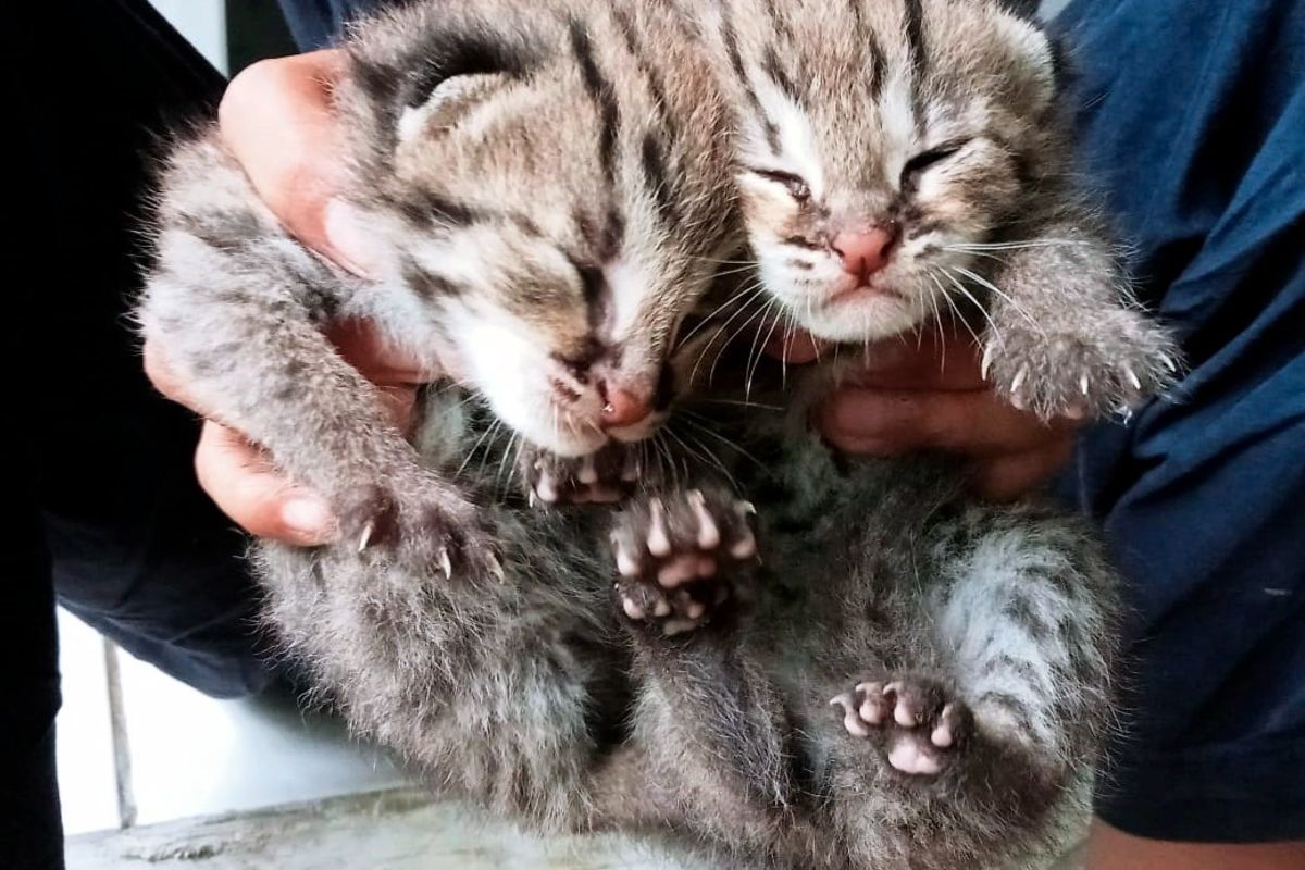 Meong congkok atau kucing hutan yang dievakuasi dari warga di Sanggabuana, Karawang, Jawa Barat.