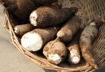 Singkong: Komoditas Strategis yang Terlupakan