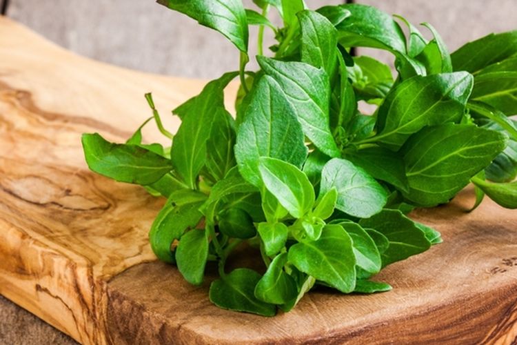 Ilustrasi daun kemangi. 