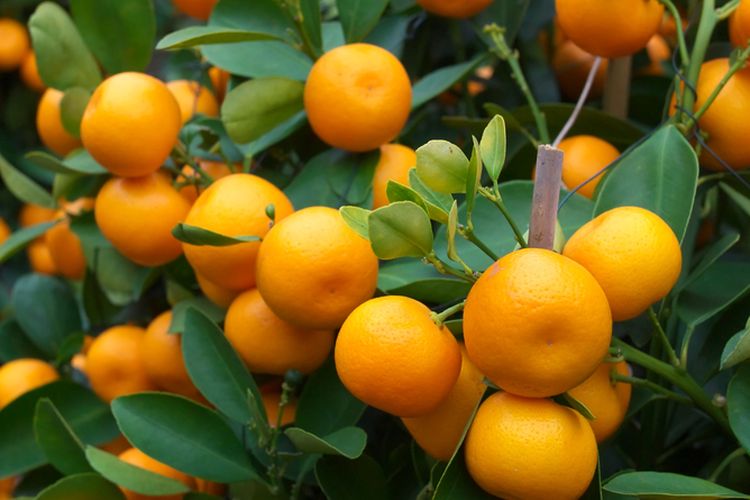 Ilustrasi tanaman jeruk, pohon jeruk, menanam jeruk. 