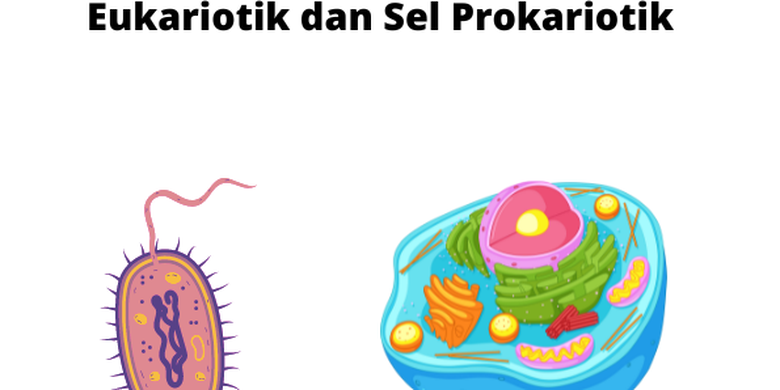 Prokaryotic Cells vs. Eukaryotic Cells: Characteristics, Structure, and Examples