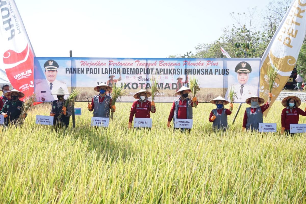 Wali Kota Madiun, Maidi bersama Wakil Wali Kota Madiun Inda Raya, Ketua Tim Penggerak PKK Kota Madiun, Setyawati Maidi dan Direktur Pemasaran PT Petro Kimia Gresik Digna Jatiningsih memanen padi  di lahan demplot aplikasi pupuk phonska plus milik kelompok tani Dadi Makmur di area persawahan Kelurahan Winongo, Kecamatan Manguharjo, Rabu (29/7/2020).