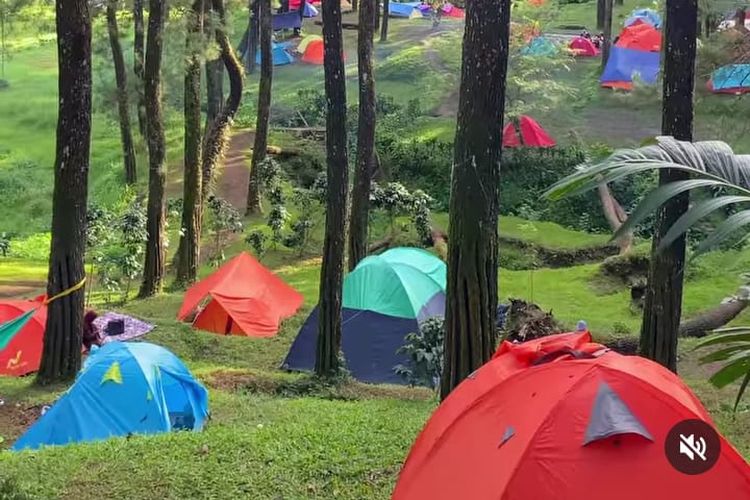 Area camping Lembah Pasir Sumbul di Cianjur. Kawasan wisata ini memiliki panorama hutan pinus. 