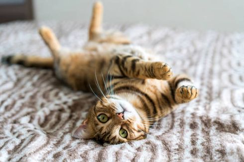 5 Tips Sederhana Merawat Ras Kucing Bengal