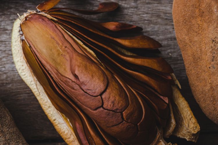 Ilustrasi biji mahoni