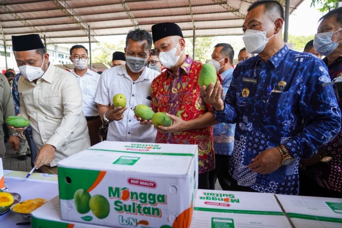  Acara pelepasan mangga gresik dengan merek dagang Magang Sulta yang akan diekspor ke Singapura.