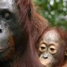 Kasih Induk Orangutan Sebesar Kasih Ibu, Ini Buktinya