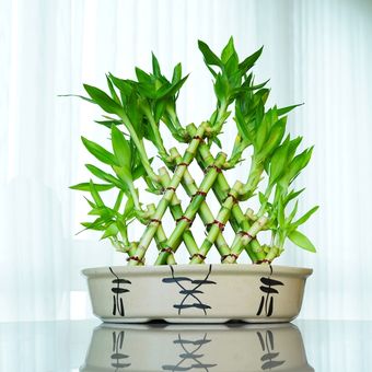 Ilustrasi tanaman hias lucky bamboo atau bambu rejeki.