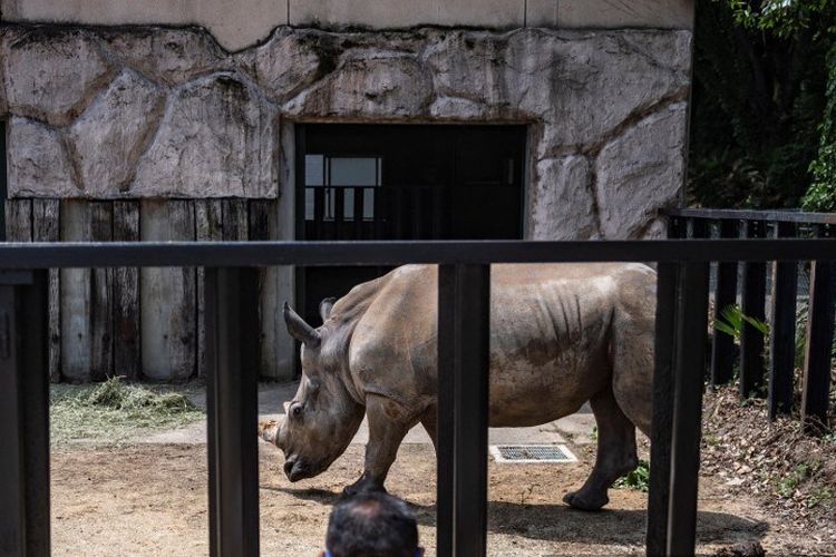 Emma, badak betina putih selatan berusia lima tahun di Kebun Binatang Tobu di Miyashiro, prefektur Saitama, pinggiran Tokyo pada 11 Juni 2021, yang dipindahkan dari Taman Safari Leofoo Taiwan pada 8 Juni. 