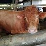 Sapi Berbobot 900 Kg Milik Peternak Reban Batang Terpilih sebagai Hewan Kurban Presiden Prabowo