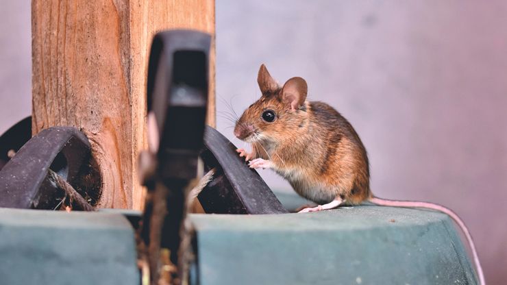 Cara Mengusir Tikus di Rumah: Pencegahan dan Penanganan