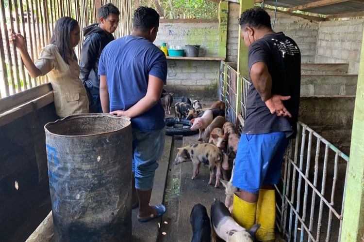 Foto: Tempat usaha ternak babi milik  Atong Gomez warga Desa Watubaing, Kecamatan Talibura, Kabupaten Sikka, NTT.