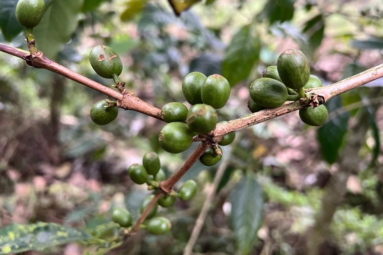 Coffee from Gumuk Hamlet, on the slopes of Merapi