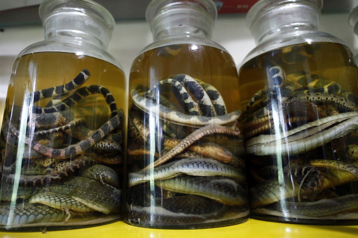 Ular mati diawetkan di dalam botol di peternakan ular desa Zisiqiao China pada 15 Juni 2011. Desa tersebut juga dikenal dengan nama Snake Town. Desa tersebut mampu membiakkan 3 juta ular dalam setahun yang digunakan untuk konsumsi makanan dan obat tradisional. REUTERS/Aly Song