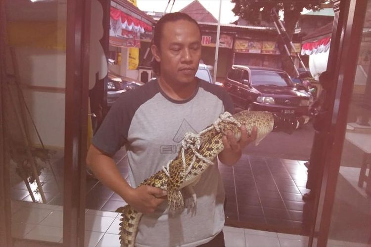 Seekor buaya yang diamankan dari atap rumah warga oleh petugas Polsek Kedung Kandang, Kota Malang, Rabu (10/7/2019)