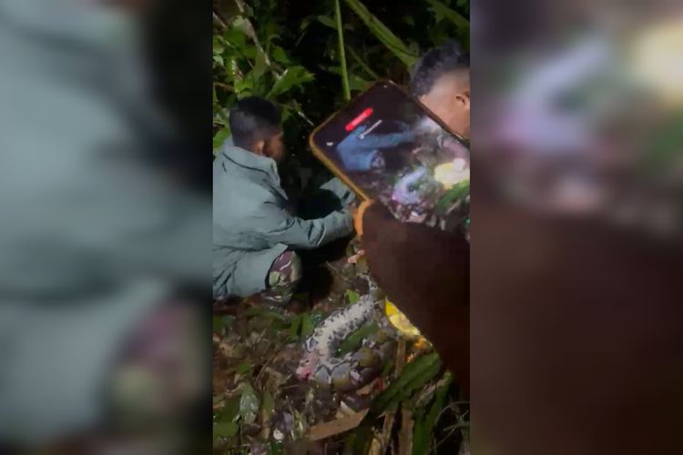 Warga Pulau Taliabu Tewas Ditelan Ular Piton Saat Pindahkan Sapi di Kebun