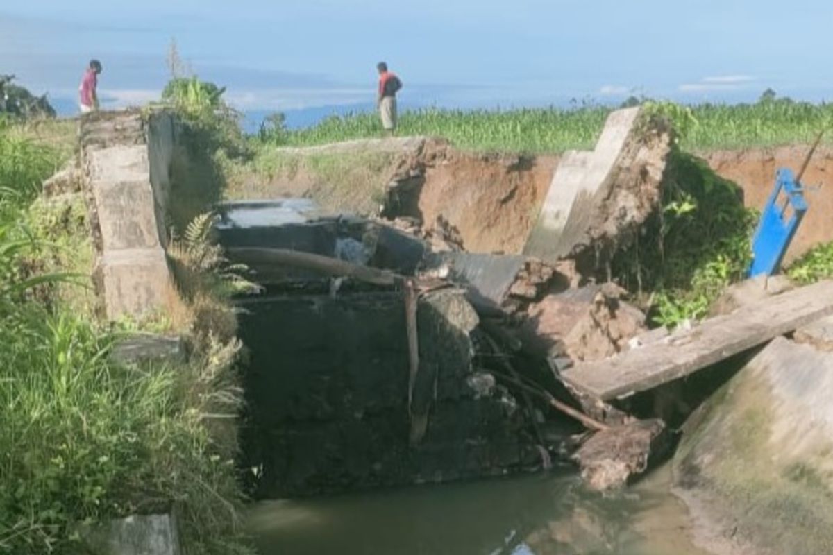 Dam Irigasi Ambruk Akibat Hujan Deras, Ratusan Hektar Sawah di Simalungun Terancam Kekeringan