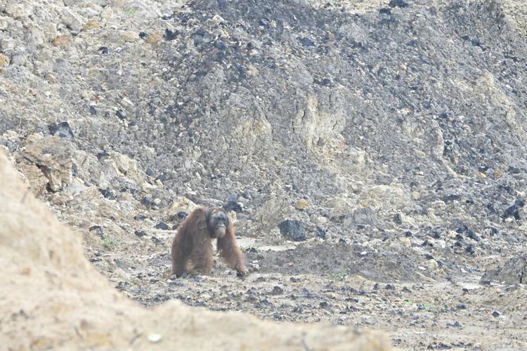Jejak Orangutan di Jalan Tambang Kalimantan...
