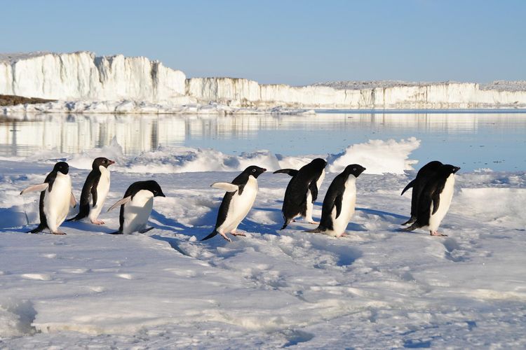 Penguin beradaptasi untuk bertahan dalam lingkungan yang sangat dingin