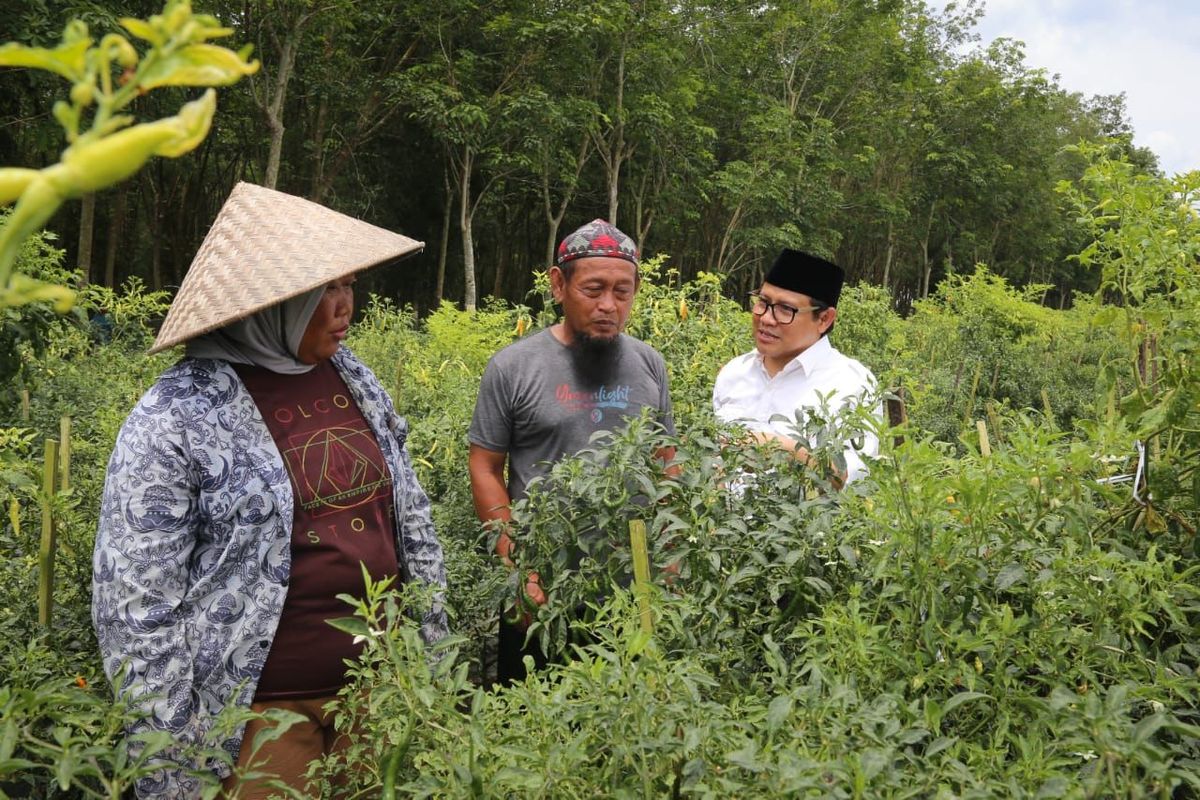 Wakil Ketua Dewan Perwakilan Rakyat (DPR) Republik Indonesia (RI) Koordinator Bidang Kesejahteraan Rakyat (Korkesra) Abdul Muhaimin Iskandar saat menghadiri rembug petani karet dan cabe di Desa Margo Kencono, Tulang Bawang Barat, Lampung, Kamis.
