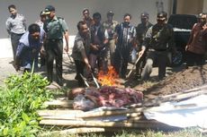 Wali Kota Magelang Bakar 165 Kilogram Daging Glonggongan