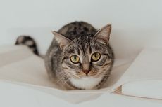 5 Tips agar Kucing Merasa Nyaman dan Tidak Stres di Lingkungan Baru