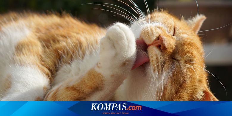 Jangan Dipotong, Ini Fungsi Penting Kumis pada Kucing - Vimarsana News