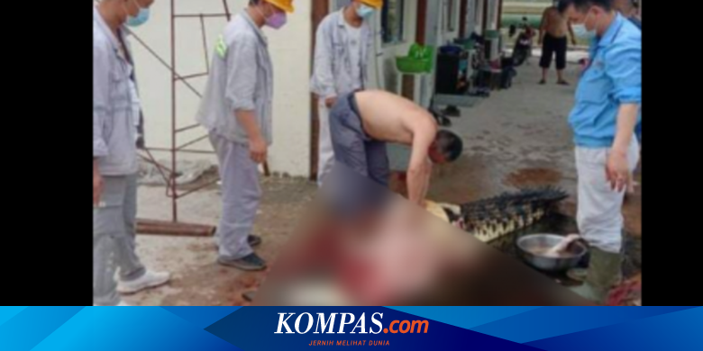Nasib Buaya Rawa Morosi, Habitat Rusak karena Tambang dan Jadi Santapan TKA - Vimarsana News