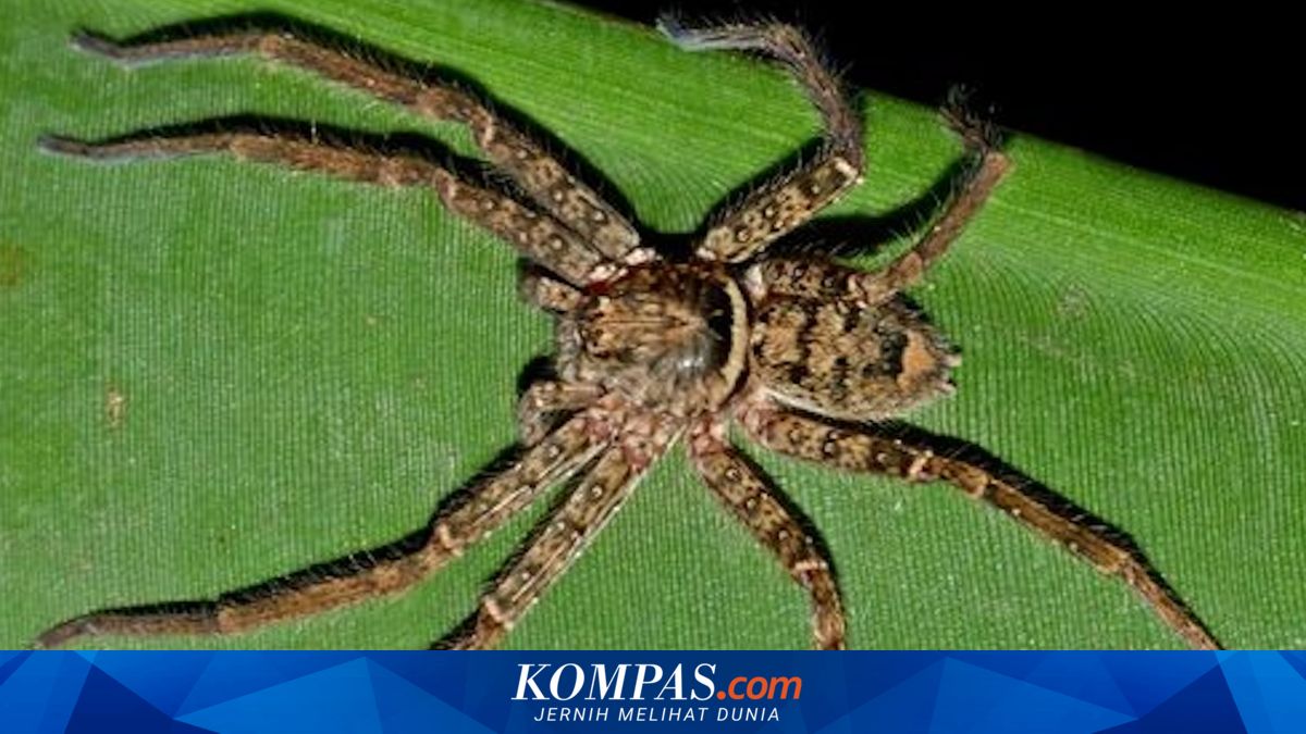 Kalahkan 257 Spesies, Laba-laba Ini Lari Nyaris 4 Meter per Detik