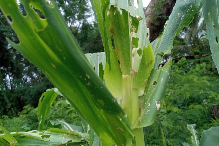 Foto: Hama ulat grayak menyerang tanaman jagung di Kampung Wulokolong, Desa Lamatutu, Kecamatan Tanjung Bunga, Kabupaten Flores Timur, NTT.