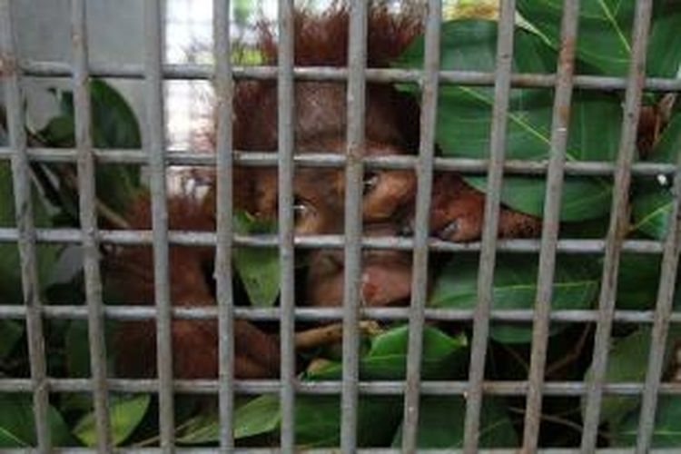 Orangutan (Pongo Pygmaeus pygmaues) yang ditemukan warga Sungai Rasau saat diamankan dalam kandang di kantor BKSDA Kalimantan Barat sebelum dikiri ke Pusat Rehabilitasi Orangutan di Ketapang, Kalimantan Barat. (19/11/2014)