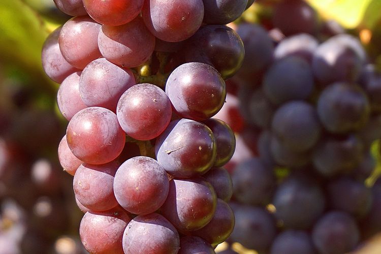 Ilustrasi tanaman anggur, menanam anggur.