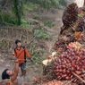 Pemasaran Produk Kelapa Sawit Indonesia Mulai Ditolak di Swiss