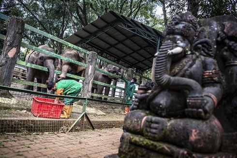 Bersiap Hadapi New Normal, Taman Margasatwa Ragunan Siapkan Keset dengan Disinfektan