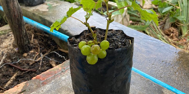Catat, Ini Media Tanam untuk Menanam Anggur dalam Pot
