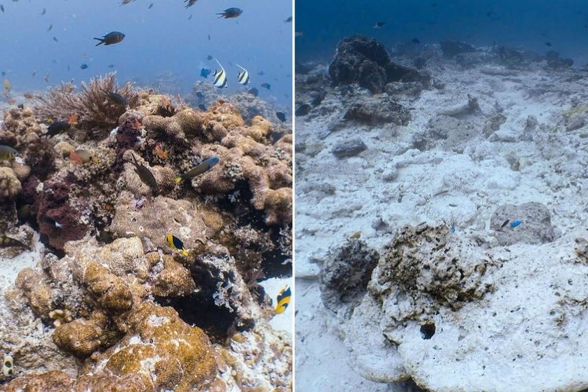 Perbandingan terumbu karang yang sehat (kiri) dengan yang rusak di perairan Raja Ampat.