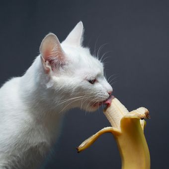 Kucing makan pisang