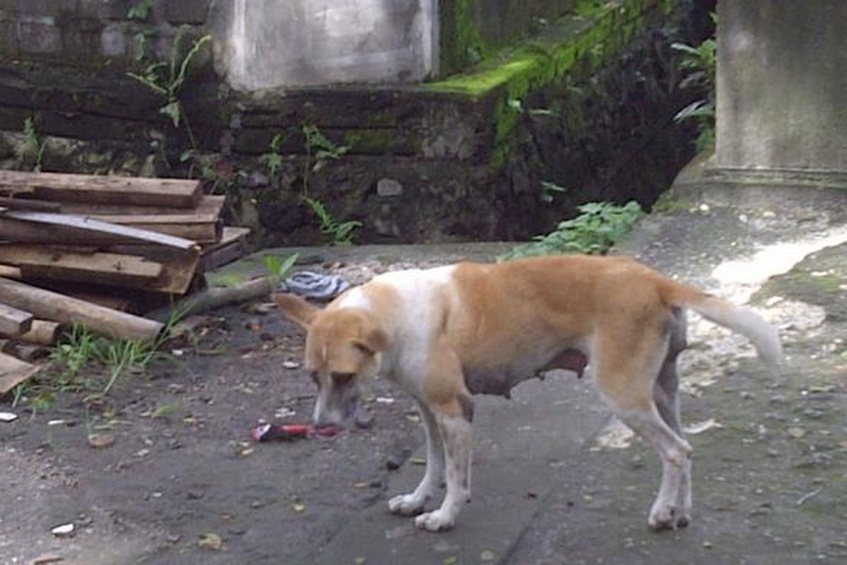 Anjing liar di jalan baru kawasan Renon Denpasar